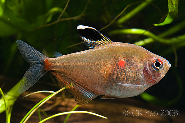 Adult female; note the shorter finnage and rounded body shape.