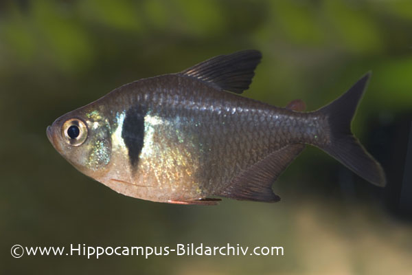 Adult female; commercial strain.