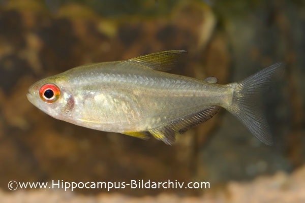 Specimen from the German aquarium trade; commercial strain.