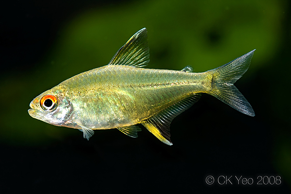 Specimen from the Singapore aquarium trade; commercial strain.