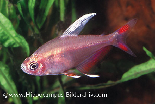 Hyphessobrycon rosaceus "white fin" male