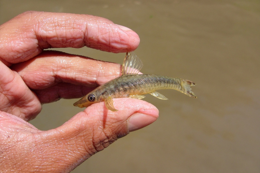 Specimen pictured in the field, rio Tocantins basin, Brazil.
