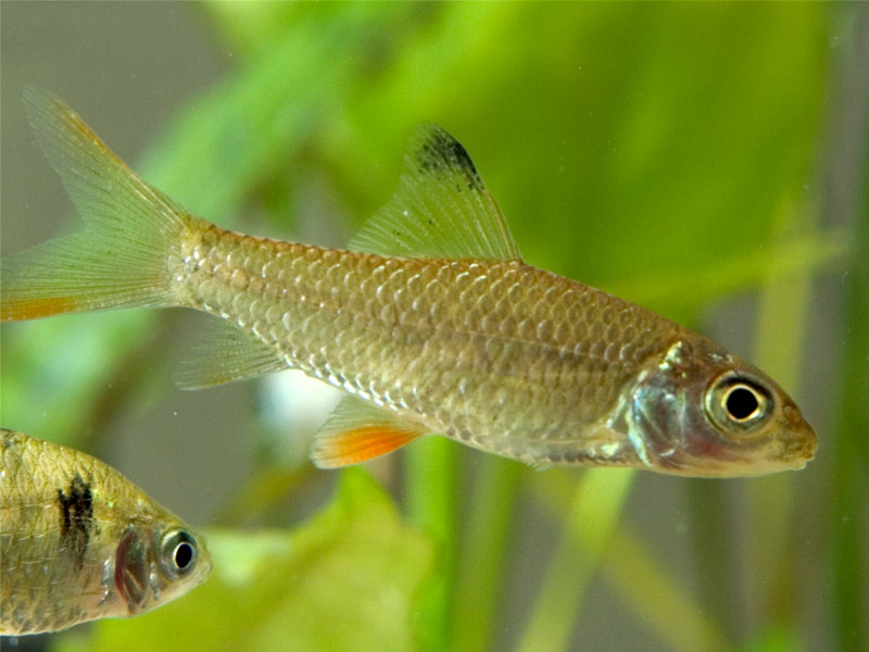 Juvenile specimen.