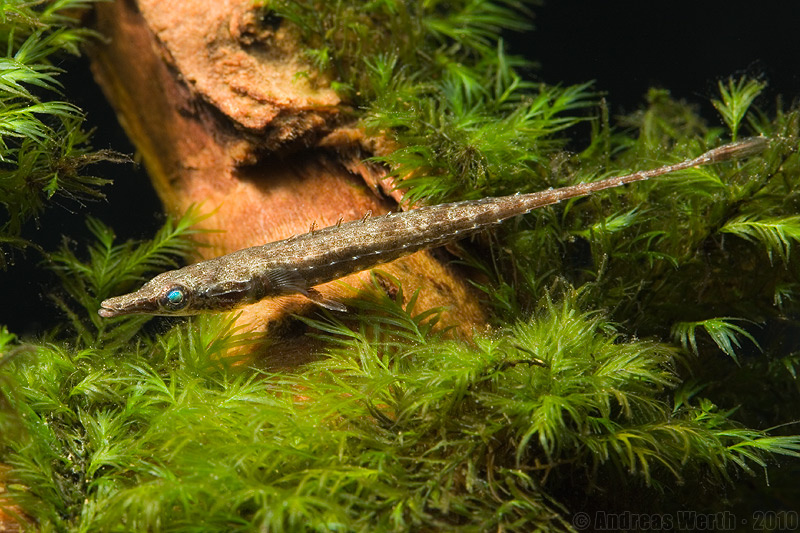 Adult male specimen from the aquarium trade.
