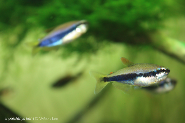 Female of Inpaichthys kerri.