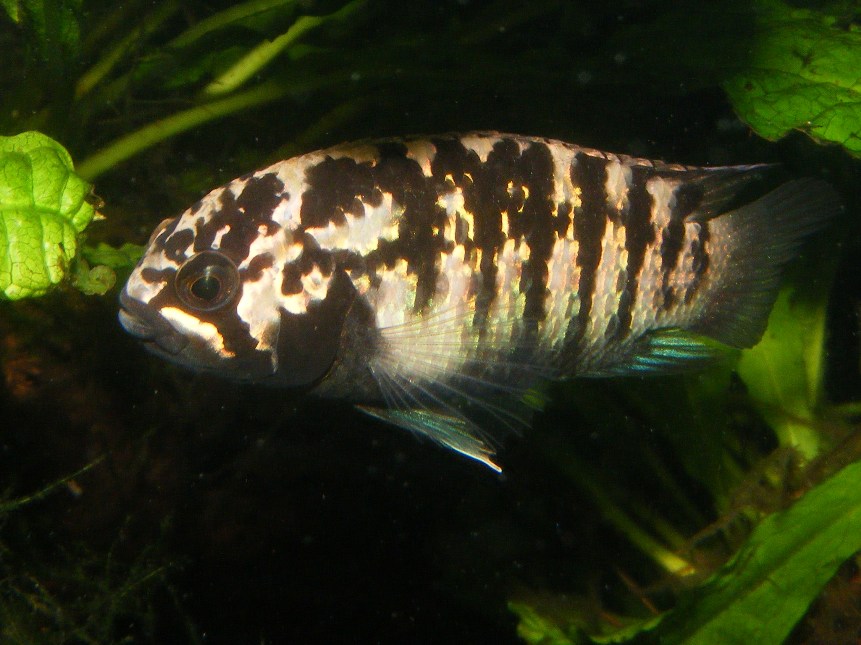 Adult female in brood colour pattern.
