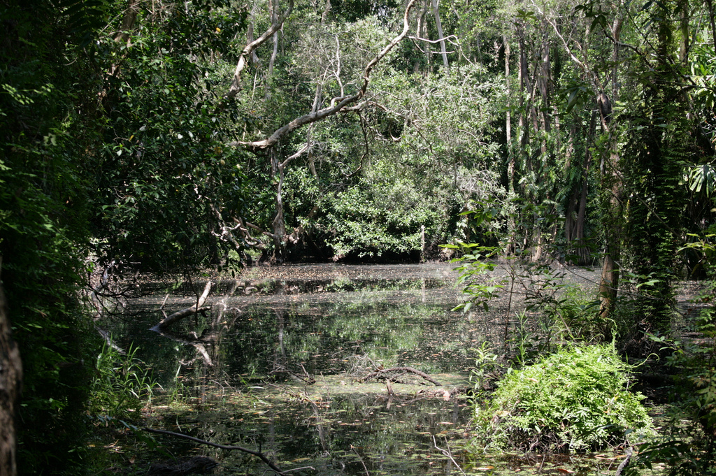 Another habitat at Jambu Bongkok, Terennganu.