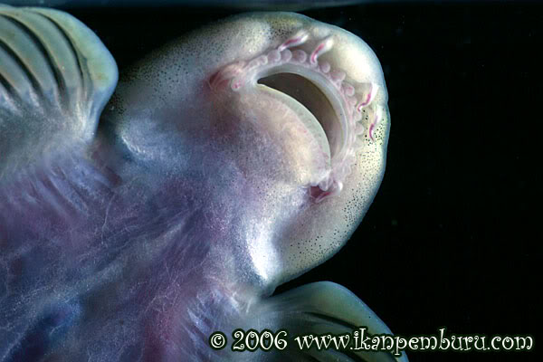 Detail of mouth and underside of head.