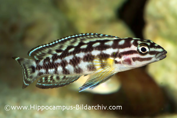 Julidochromis marlieri