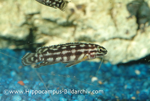Julidochromis marlieri