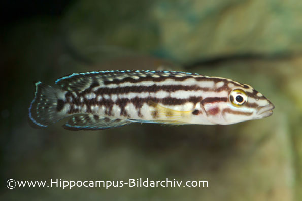 Julidochromis marlieri