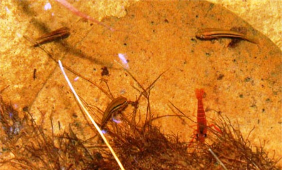 Juveniles of B. macrostoma in their natural habit. Note the rocky substrate and Machrobrachium sp. shrimp.