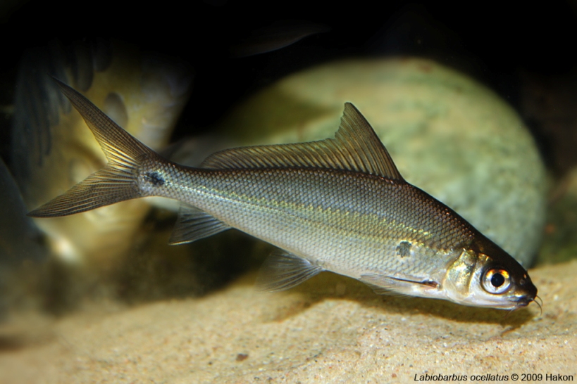 Subadult specimen of Labiobarbus ocellatus.