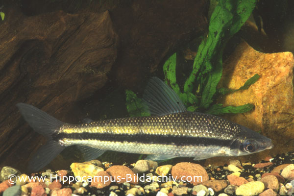 Laemolyta taeniata