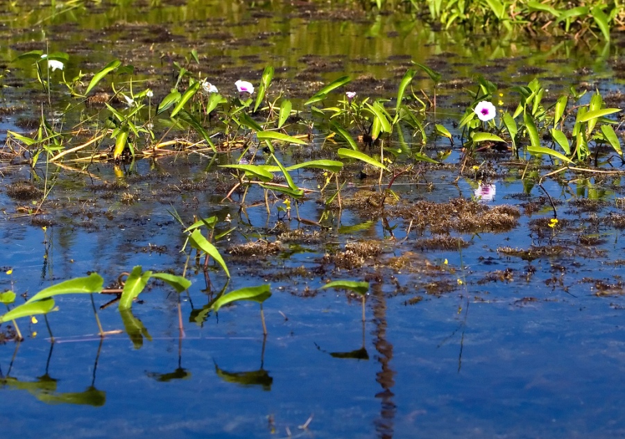 Aquatic plants grow densely in Lake Inle.