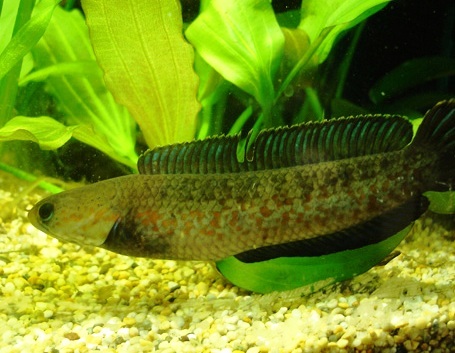 Adult female; aggressive mood.