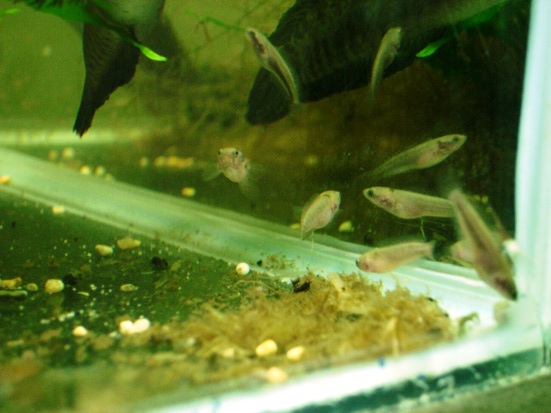 Tank-bred juveniles.