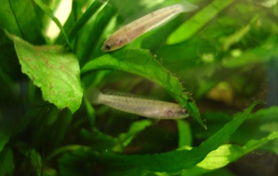 Aquarium-bred juveniles.