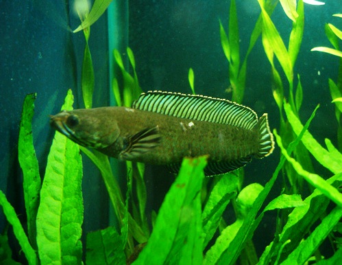 Adult male.
