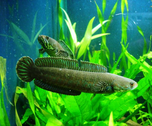 Adult pair; female at front.