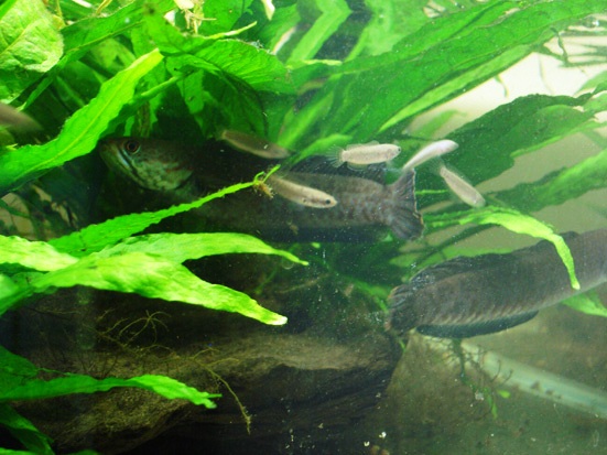 Adult pair with fry.