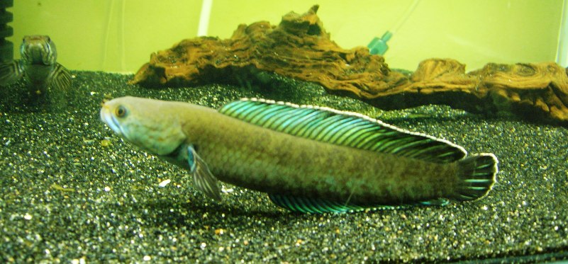 Aquarium-bred F1 adult male.