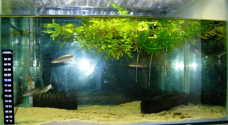 Young specimens growing on.