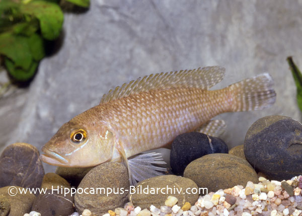 Lamprologus callipterus