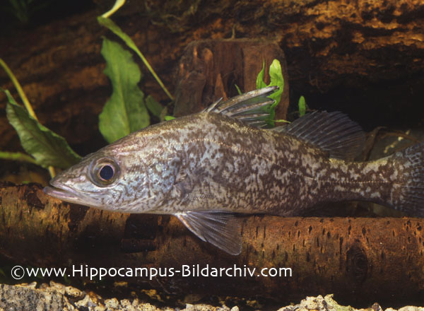 Lates angustifrons juvenile