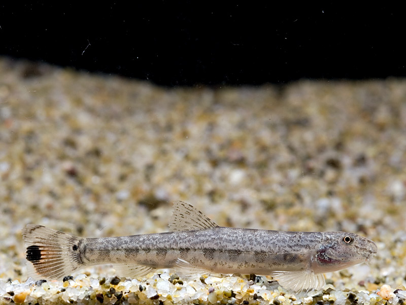 This specimen is showing paled colours due to stress or some other factor.