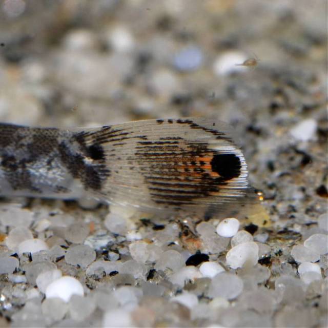 ...and unique caudal-fin patterning.