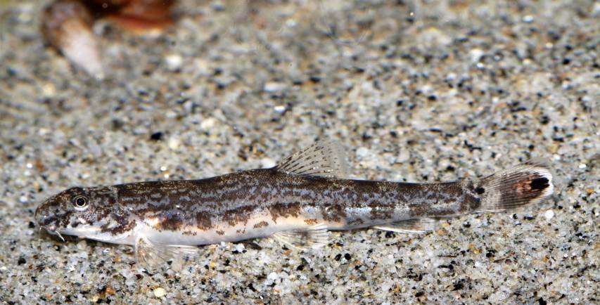 Female specimen of Lepidocephalichthys annandalei.