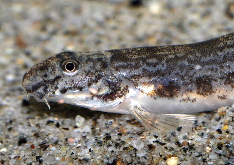 Compared to most other members of the genus this species has relatively short barbels...