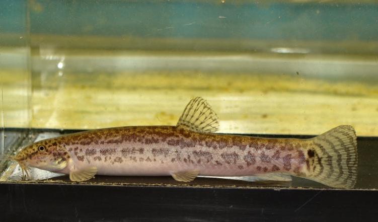 Adult female specimen from the UK aquarium trade.