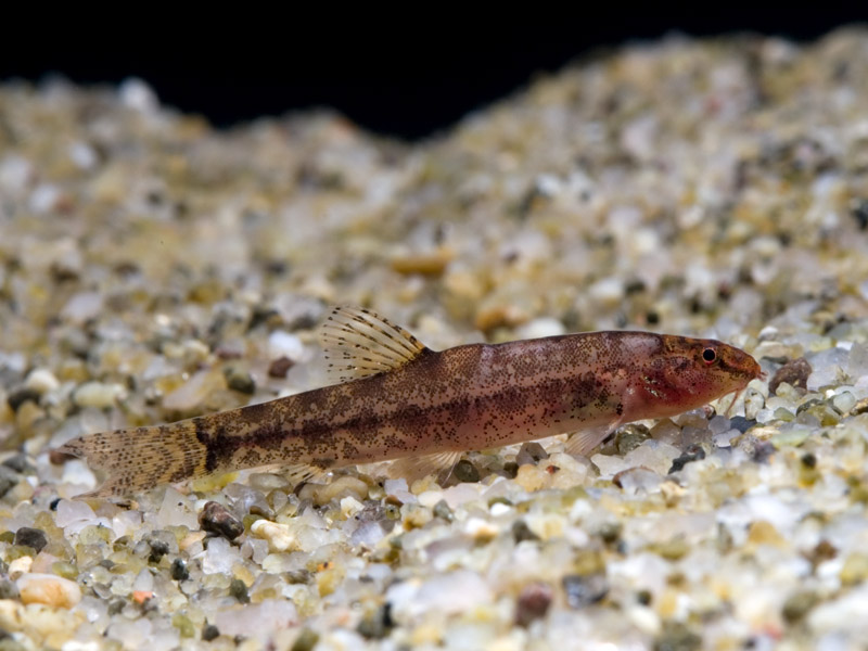 This is one of the few species in the genus to possess a forked caudal fin.