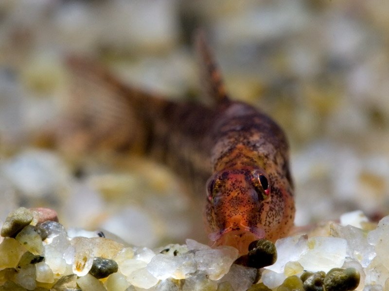 Head detail.