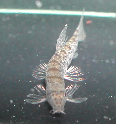 Frontal view.