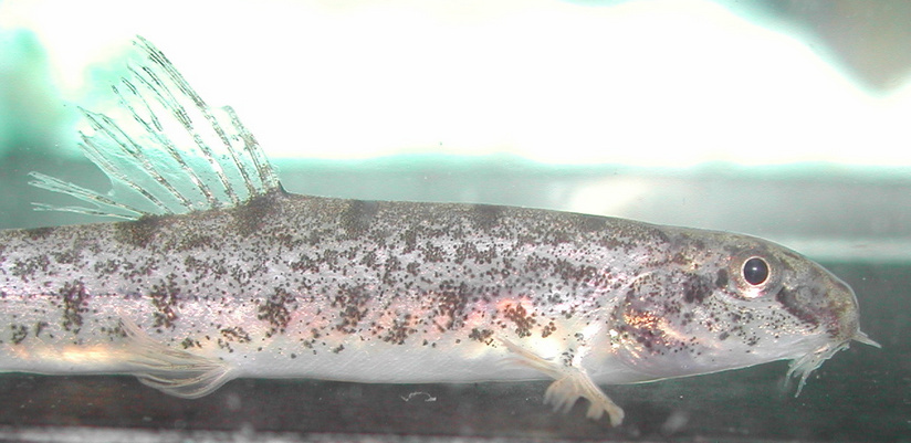 Detail of head and anterior portion of body.