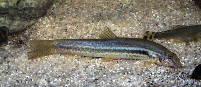 A specimen with a thick lateral stripe...