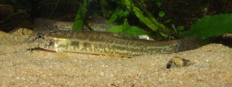 ...whereas in this fish the stripe is initially broken into a series of blotches.