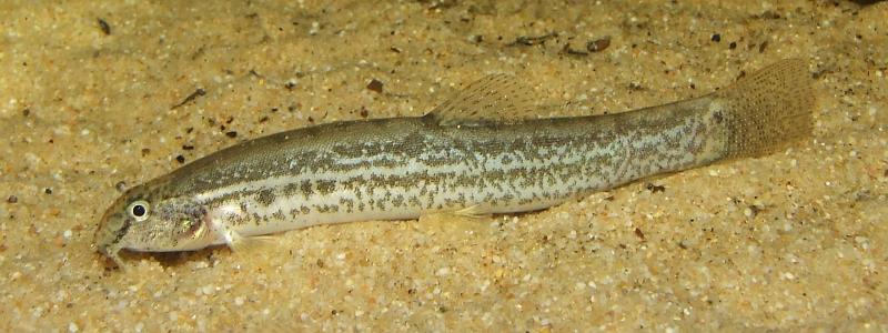 This species is variable in patterning.