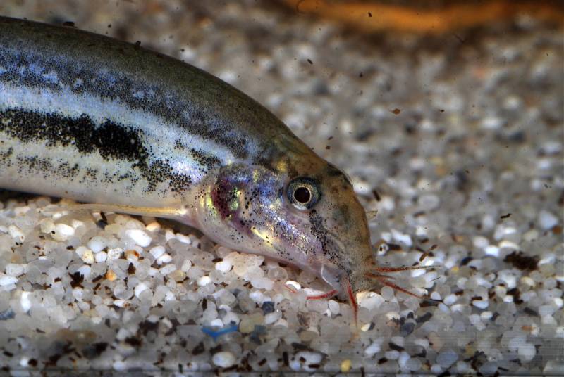Detail of head and anterior portion of body.