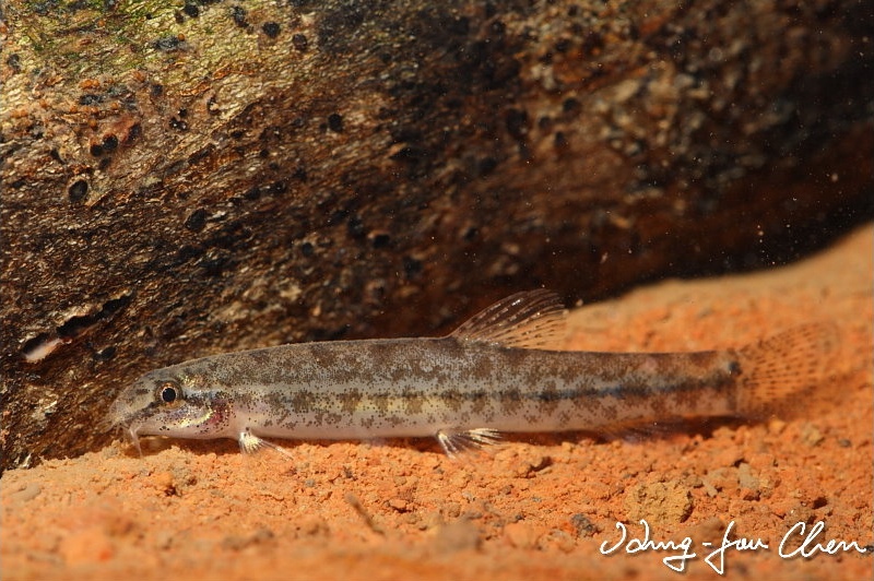 Specimen from the aquarium trade.