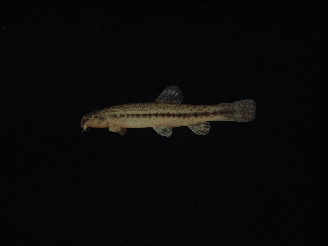 Preserved specimen from the Langkawi island archipelago off the western coast of Peninsular Malaysia.