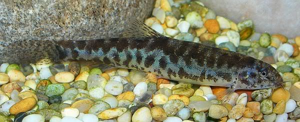This is arguably one of the most-attractive Lepidocephalichthys sp. yet seen.