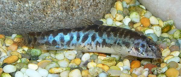 The blue sheen seen on the flanks of this specimen is an artefact of flash photography and not apparent in life.