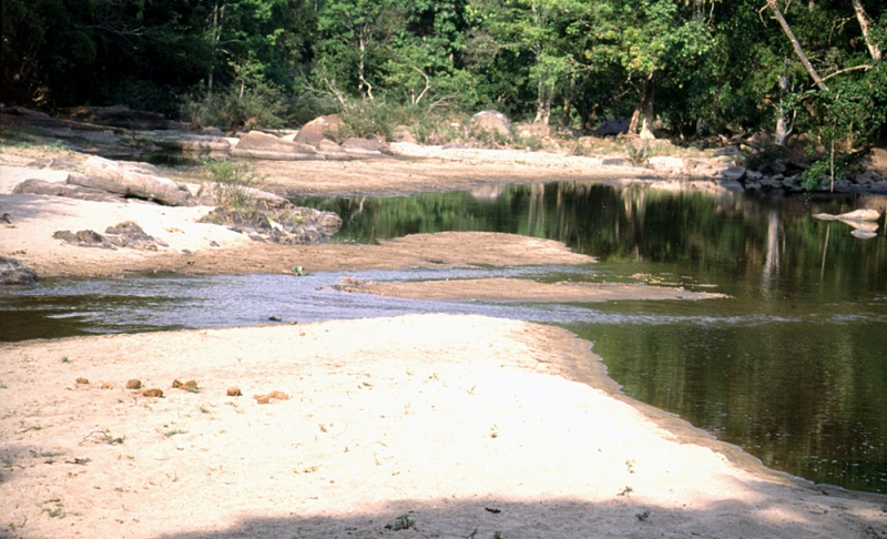 Erik Åhlander kindly provided images of collection localities in India. This is the Pamba River, Kerala state.