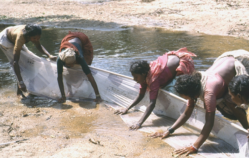 Local girls help to collect L. thermalis from the Pamba River.