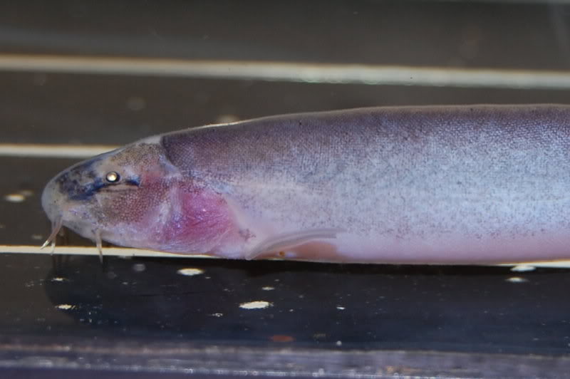 Its small eyes are thought to be related to the fact it inhabits deep waters in nature.