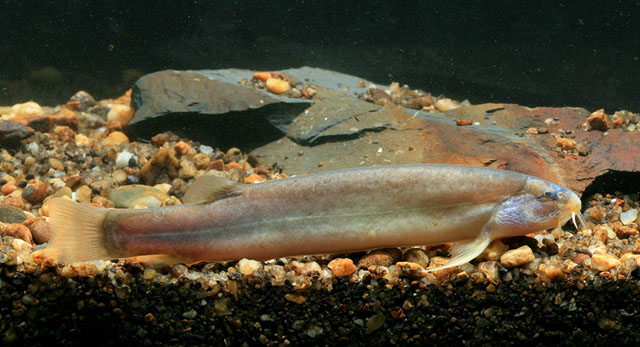 Adult specimen.